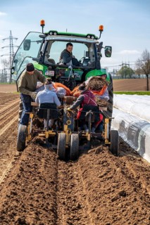 Asparagus farm, asparagus plant, planted in a field, with a planting machine, after a good year the