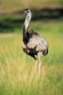 Nandu, Rhea americana, adult, male, Pantanal, Brazil, South America