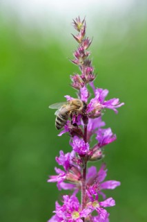 A honey bee (Apis mellifera) sits on a pink flower, purple loosestrife (Lythrum salicaria) and