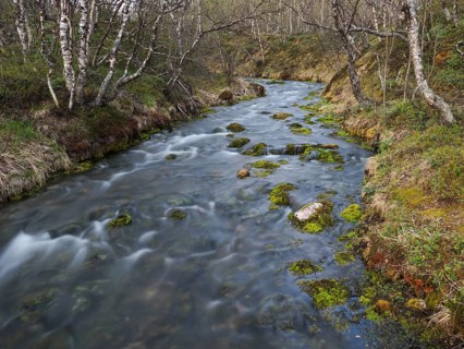 Hill stream, among Hairy Birch (Betula pubescens) woodland, May, Finnish Lapland