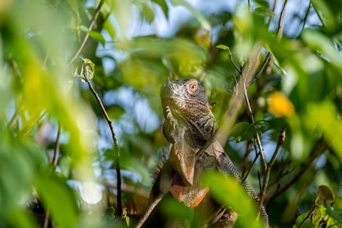 Green iguana (Iguana iguana) between leaves, Tortuguero National Park, Costa Rica, Central America