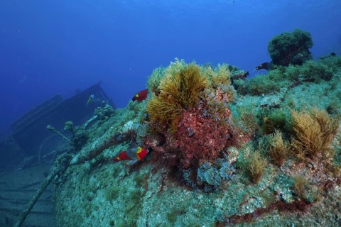Algae and fish on an overgrown shipwreck under water. Dive site Wreck of the Condesito, Las
