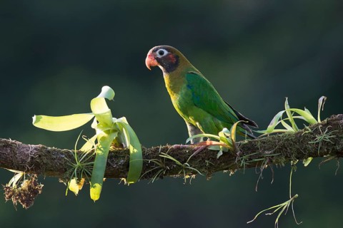 Grey-cheeked parrot (Pyrilia haematotis), Costa Rica, Central America