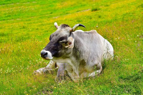 Cow with horns lying on a mountain pasture in Tyrol, Austria, Europe