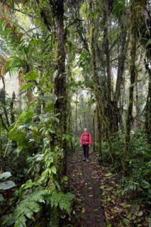 Young woman on a hiking trail with dense vegetation, tourist in the rainforest, Monteverde Cloud