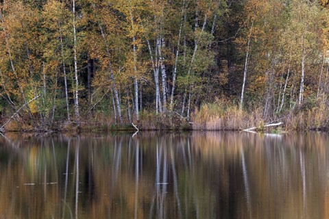 Birches (Betula), autumn colours, autumn coloured trees are reflected in the water of the moor