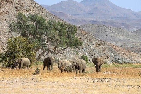 Desert elephants (Loxodonta africana) in the Huab dry river, Damaraland, Kunene region, Namibia,