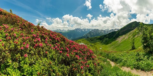 Alpine rose blossom, panorama from the Fellhorn over the Schlappoldsee and mountain station of the