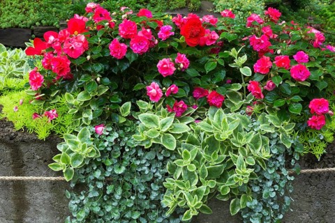 Camellia japonica, Common Camellia, Sedum spurium, Two-Row Stonecrop, Dichondra repens 'Emerald