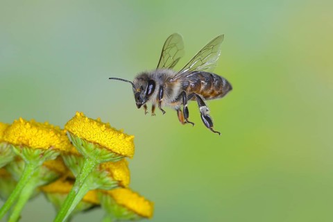 European honey bee (Apis mellifera) bee in flight, over flowers of tansy (Tanacetum vulgare),