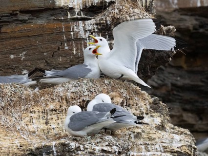 Black-legged kittiwake (Rissa tridactyla), greeting ceremony of pair at nest in breeding colony, on