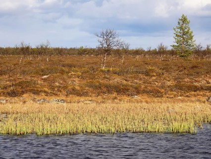 Marsh landscape with Hairy Birch (Betula pubescens) and Pine trees (Pinus sylvestris), May, Finnish