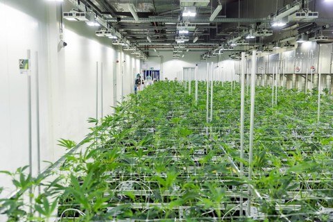 DEU/Saxony/Ebersbach The Saxon cannabis producer Demecan is now the first German company to be