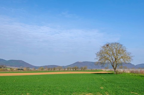 Landscape with walnut tree, in the background the Palatinate Forest, Southern Palatinate,