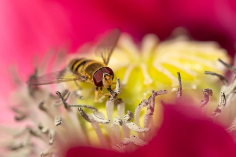 Common hoverfly (Eupeodes corollae) adult insect feeding on a garden poppy flower, Suffolk,