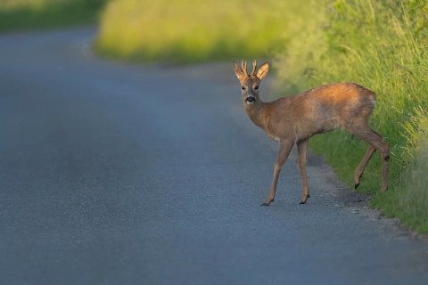 Roe deer (Capreolus capreolus) adult male buck animal preparing to walk across a country road,
