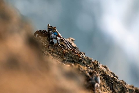 Crab on a rock, Reserva Natural Cabo Blanco, Costa Rica, Central America
