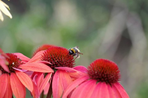 Bumblebee (Bombus), Echinacea, pollen, garden, The bumblebee searches for food on the flower of