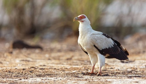 Palm Vulture, (Gypohierax angolnesis), Tujereng area, Tujereng, South Bank, Gambia, Africa