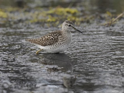 Wood Sandpiper (Tringa glareola), adult, foraging in a stream, May, Finnmark, Norway, Europe