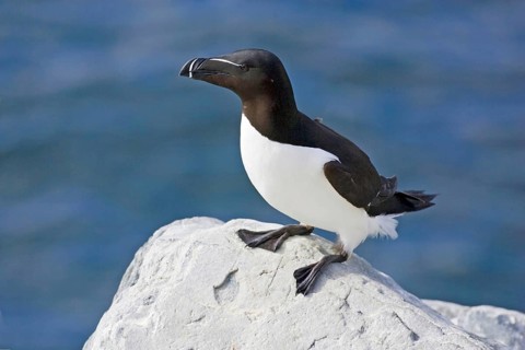 Razorbill resting on rocks, (Alca torda), Europe, Norway, Varanger, Hornoy bird island, Varanger,
