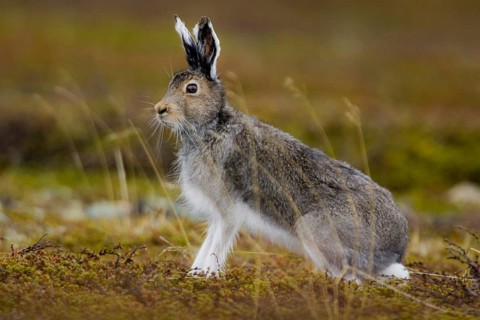 Mountain hare, (Lepus timidus), male, male in search of a female, Nikkaluokta, Lapland, Sweden,