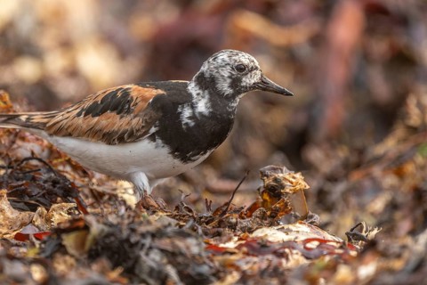 Ruddy Turnstone (Arenaria interpres) searching for food on the Atlantic coast. Ouessant, Finistere,