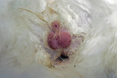 Castration of a tomcat, removal of the testicle, vet