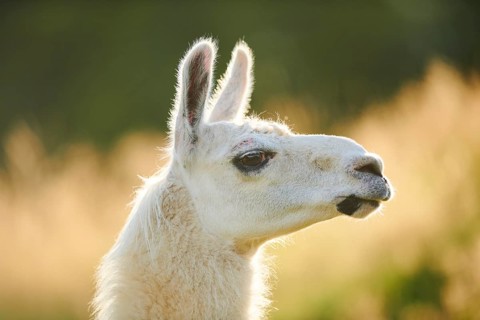 Llama (Lama glama) on a meadow, portrait, Tirol, Kitzbühel, Wildpark Aurach, Austria, Europe
