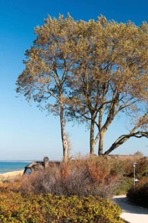 Thatched house, tree by the sea, Baltic Sea peninsula Fischland-Darß-Zingst, Ahrenshoop,