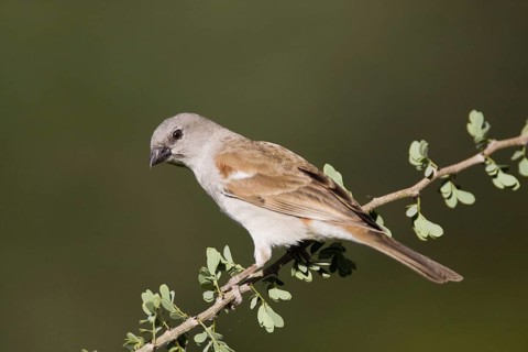 Grey-headed Sparrow, (Passer griseus) on branch, Roys Camp, Namibia, Africa