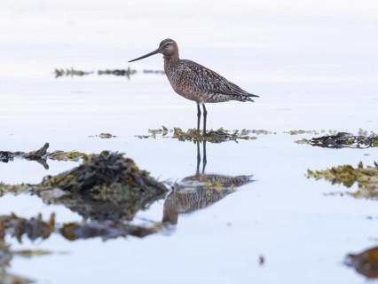 Bar-tailed Godwit (Limosa lapponica) adult male in non breeding plumage, on Artic Ocean coastline