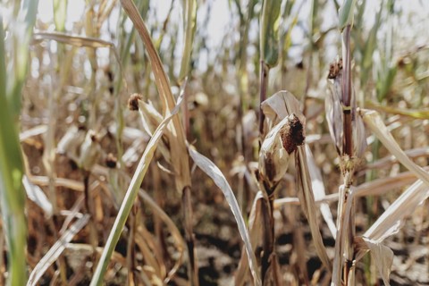 Dried corn, photographed in Bad Dürrenberg, 28/08/2024
