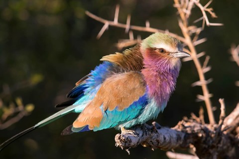 Africa, Botswana, Fork-tailed Roller, Coracias caudatus, Botswana, Africa