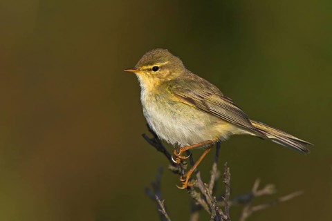 Willow warbler (Phylloscopus trochilus), Heligoland, Erpolzheim, Rhineland-Palatinate, Federal