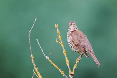 Song thrush (Turdus philomelos), Lower Saxony, Germany, Europe