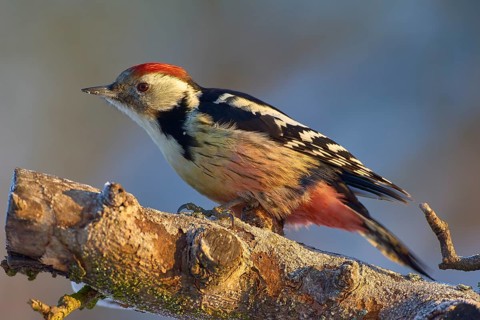 A middle spotted woodpecker (Leiopicus medius) with red, black and white feathers sitting on a tree
