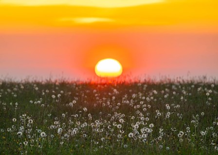 Meadow with fruit stands of the common dandelion (Taraxacum sect. Ruderalia), dandelions, at