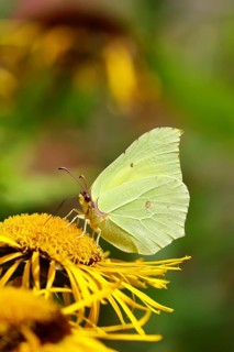 Lemon butterfly (Gonepteryx rhamny) on a yellow flower of a Great Telekie (Telekia speciosa),