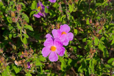 Vividly blooming purple flowers with green foliage, rockrose, Chalkidiki, Halkidiki, Central