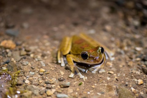 Mexican tree frog (Smilisca baudinii), sitting on the ground, at night, Puntarenas province, Costa