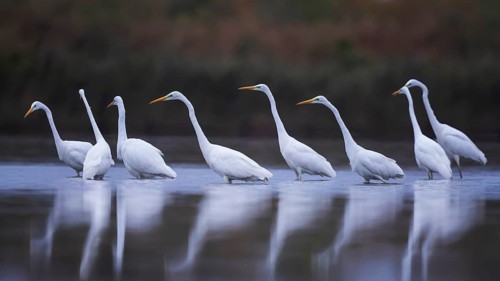 Great White Egret (Ardea alba) Foraging, migratory bird, fishing, hunting, winter visitor, passage