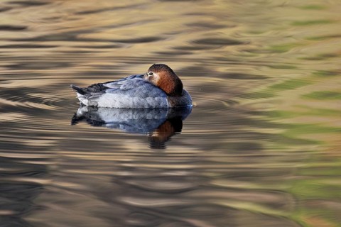 Common Pochard (Aythya ferina), female swimming, Rootsee, Canton Lucerne, Switzerland, Europe