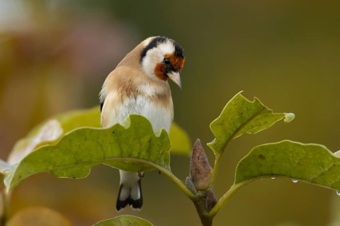European goldfinch (Carduelis carduelis) adult bird in a garden Magnolia tree with autumn leaves,