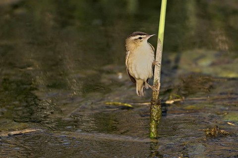 Reed warbler (Acrocephalus schoenobaenus), male on reeds above waterhole, Lake Neusiedl National