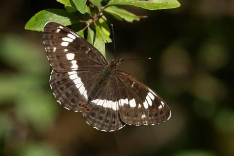 White admiral butterfly (Limenitis camilla) adult insect resting on a tree leaf in a woodland,
