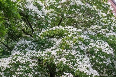 Japanese flowering dogwood (Cornus kousa) blue sky, Bavaria, Germany, Europe