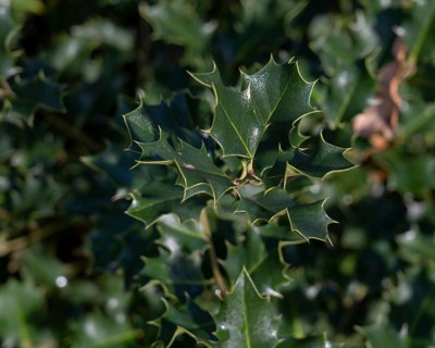Nature, plant, green holly, Ilex aquifolium, macro