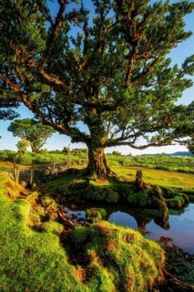 Centuries-old til trees in fantastic magical idyllic Fanal Laurisilva forest on sunset. Madeira