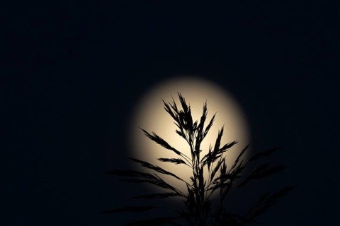 A full moon in the night sky with a Common reed (Phragmites australis) plant stem and leaves